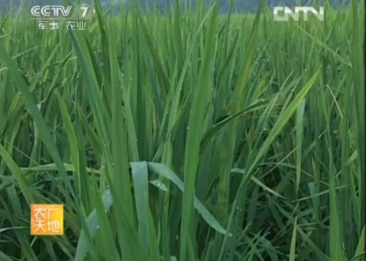 [農廣天地]水稻白葉枯病的識別與防治